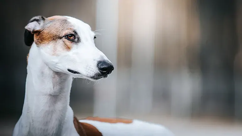 greyhound dog racing