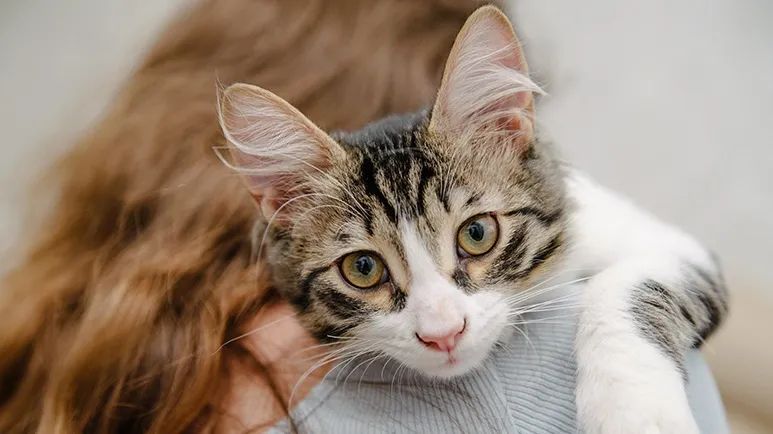 how do cats say i love you