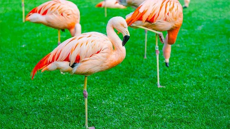 how do flamingos stand on one leg