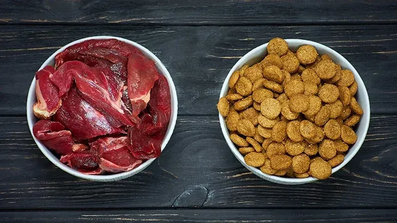 importance of protein and meat in pet foods