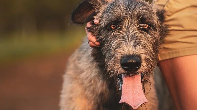 irish wolfhound facts