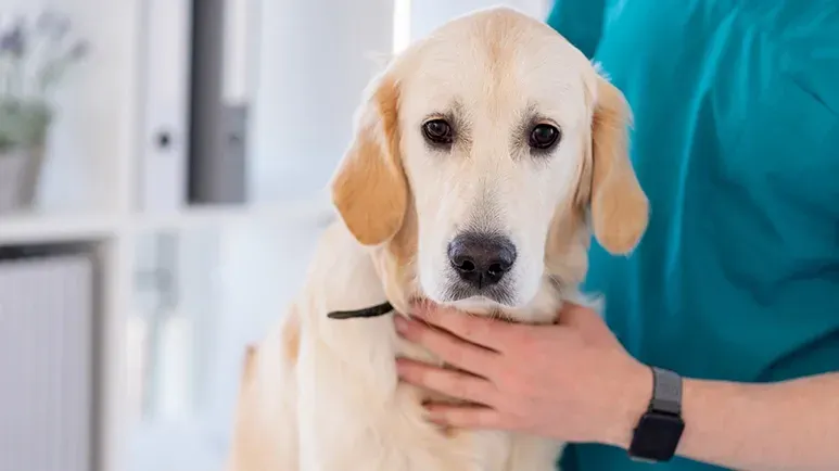 large breed dogs spay neuter risks