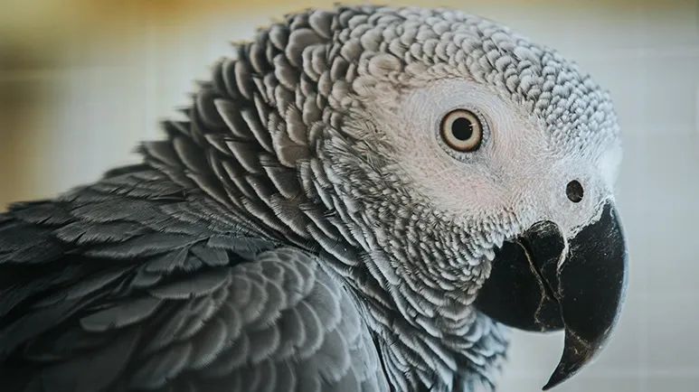 man lost parrot reunited