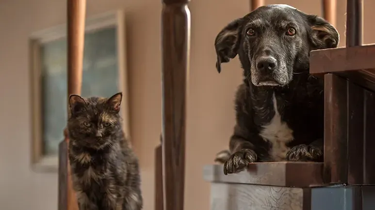 national pet preparedness month emergency checklist