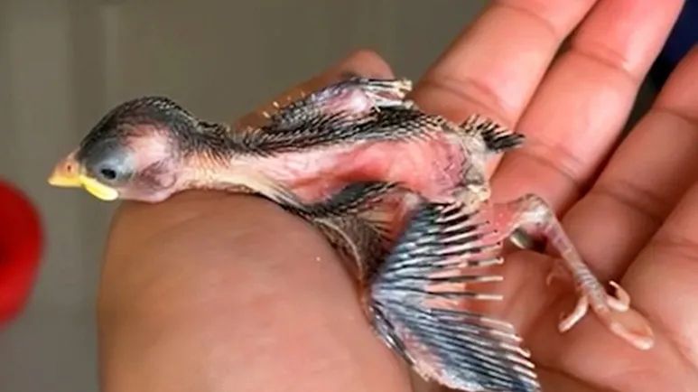 the bird who found her family