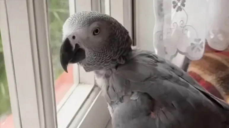 the bird with opinions about everything