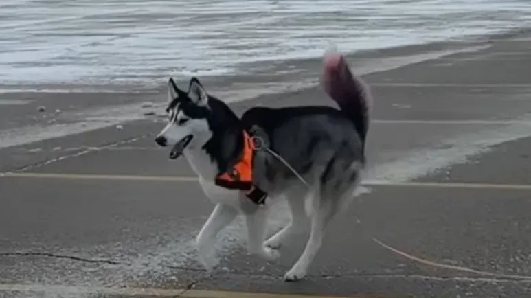the blind dog who runs like the wind