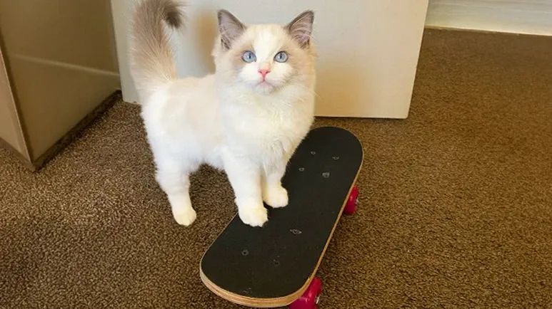 the cat who loves skateboarding