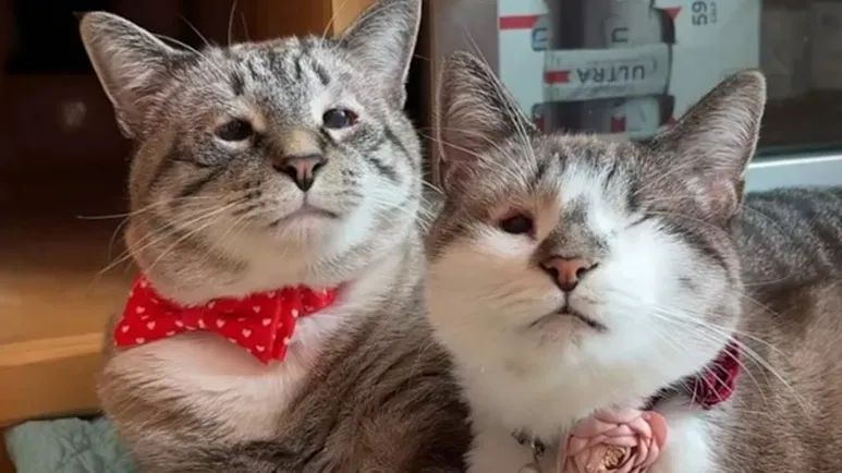 the cat with eyes like a human