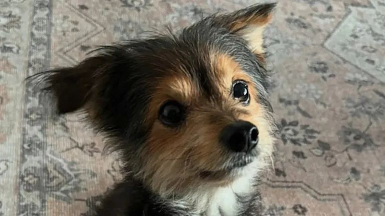 the dog who aged in reverse