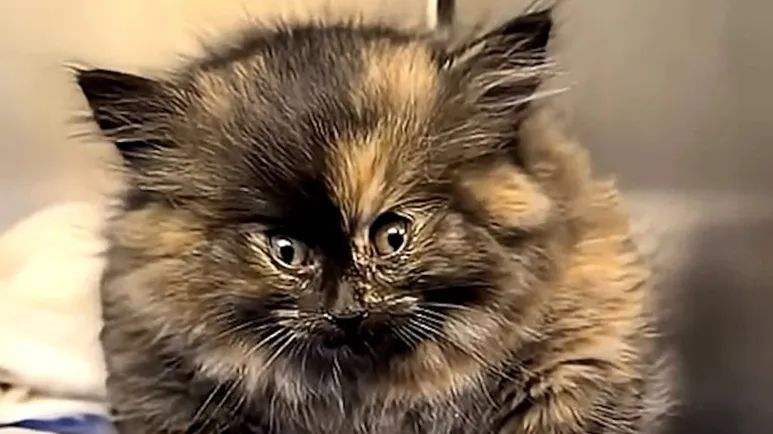 the kitten who was filled with air