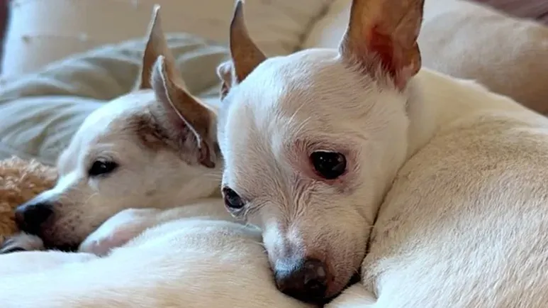 the senior dog who found love again