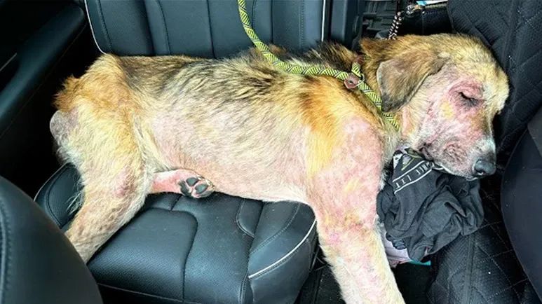 this dog melted the moment he was saved
