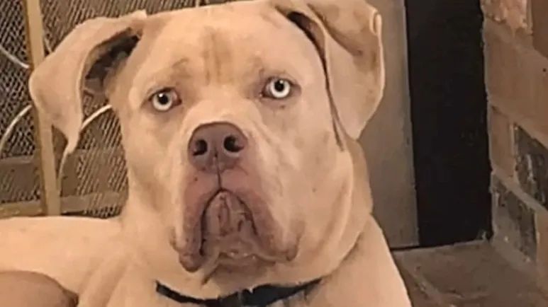 this dog throws dinner tantrums