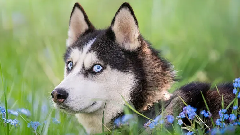 understanding dog side eye