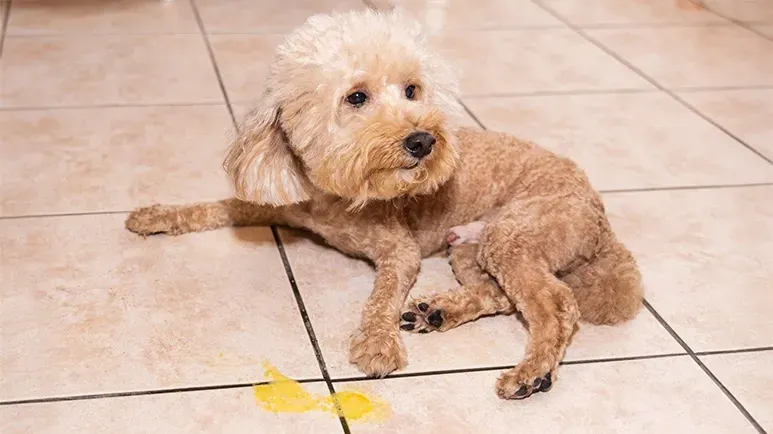 yellow vomit in dogs