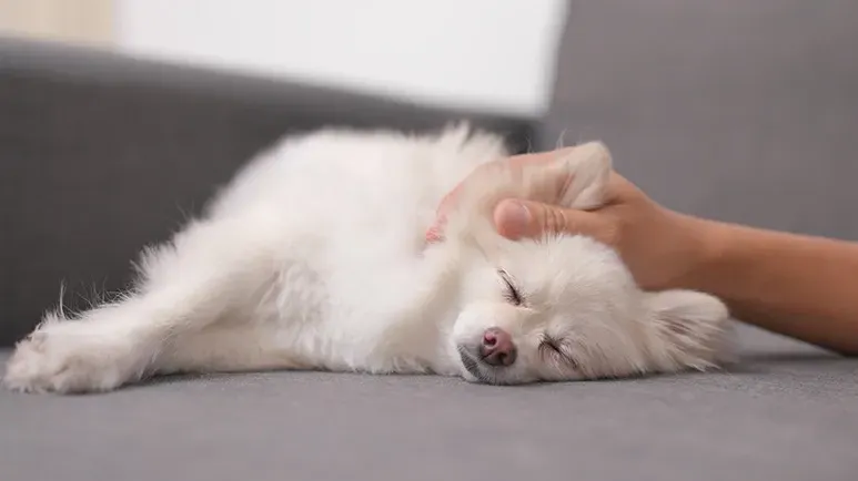 10 minute dog massage wellness benefits