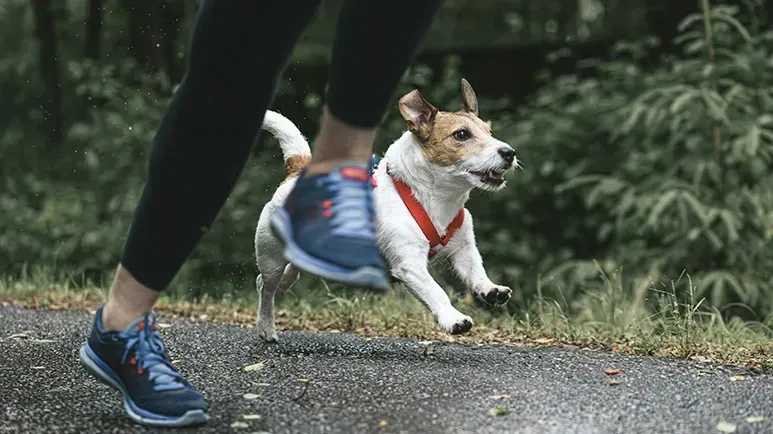 12 canine workout partners