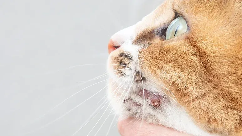 cat chin acne