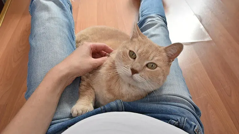 cat human bond