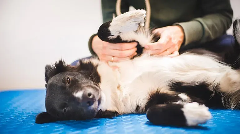chiropractic care for dogs
