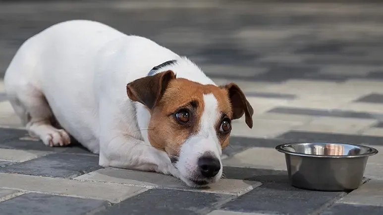chronic digestive problems dogs
