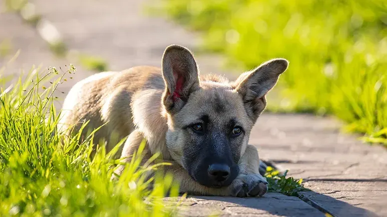 common springtime injuries in dogs
