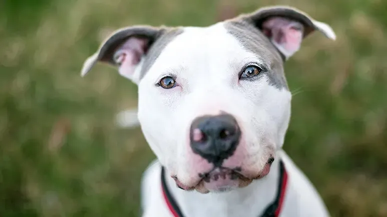 dog gazes trigger oxytocin