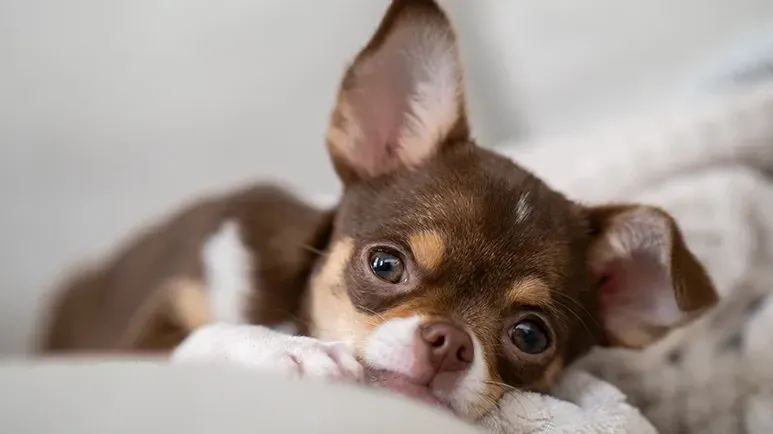 dog noise aversion signs treatment