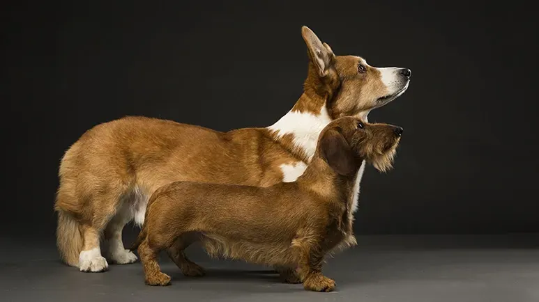 dwarfism in dogs