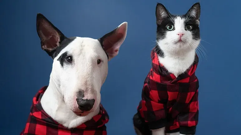 fostering military pets