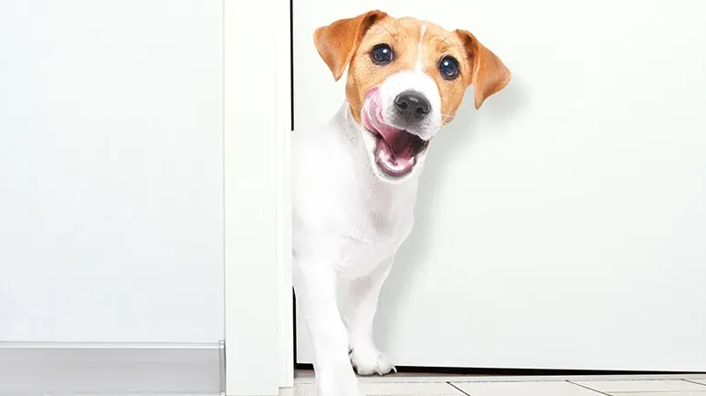 how to help dog adjust to a new home