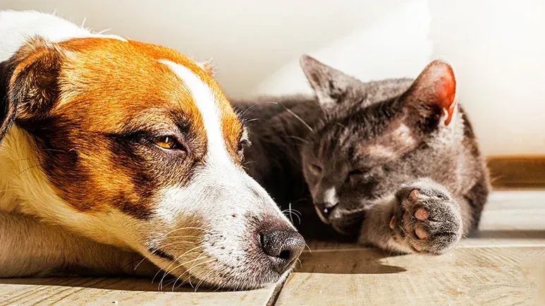 how to help your pet manage summer stress