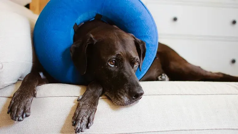 ideal age for neutering dogs