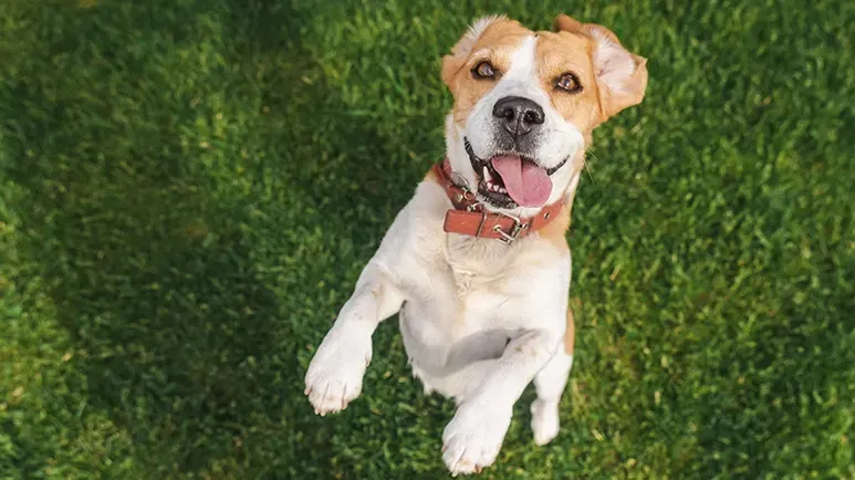 musical canine freestyle