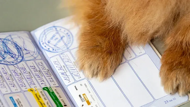 over vaccinating pets