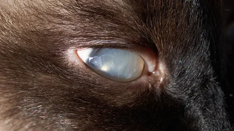 pet glaucoma warning signs