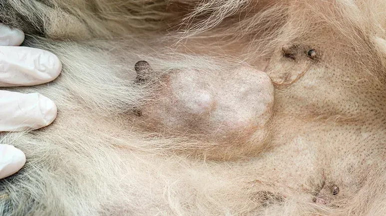 pet tumor