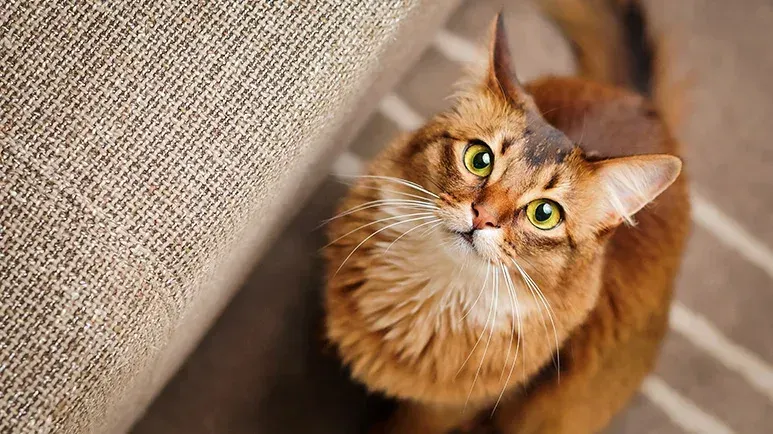 somali cats