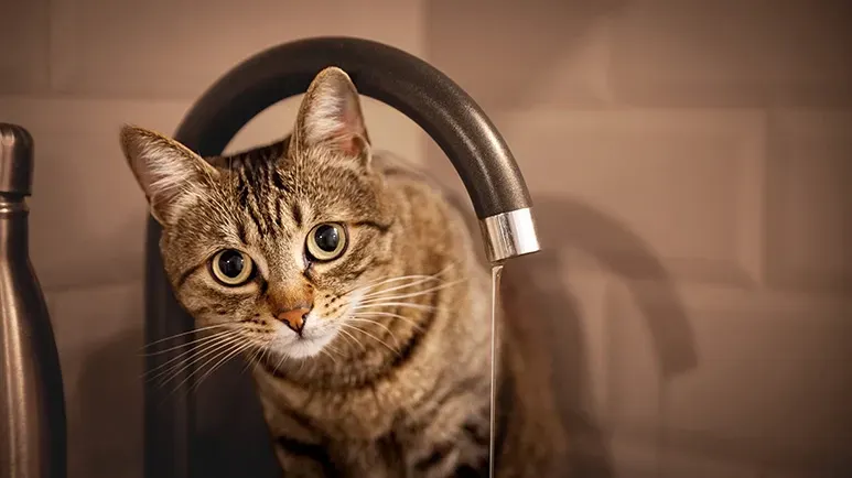 strange cat behaviors