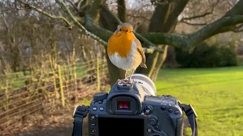 the bird who became his best friend