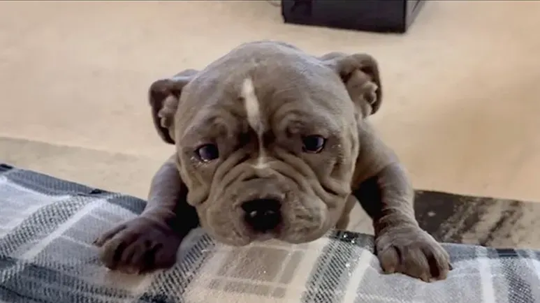 the bulldog no one wanted