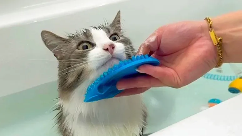 the cat who loves bath time