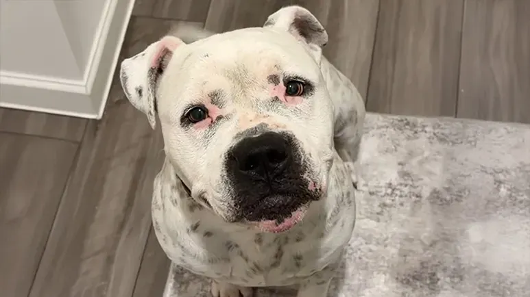 the dog everyone passed by