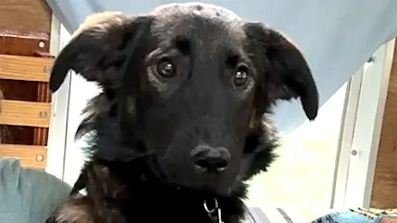 the dog learning to be brave