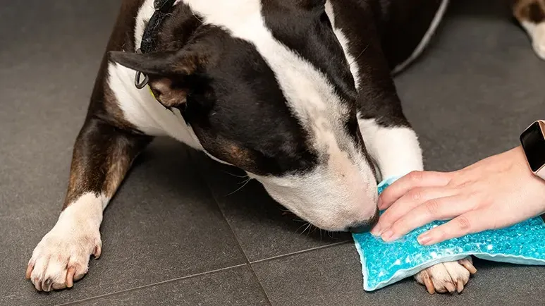thermotherapy for dogs