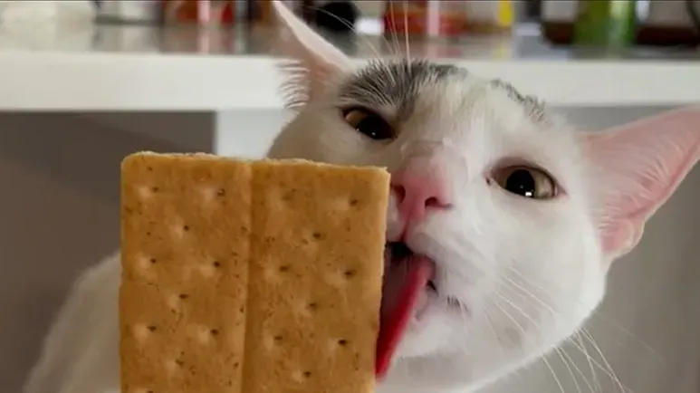 this cat has caused chaos since birth