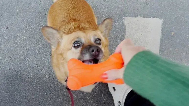 this dog has one true obsession