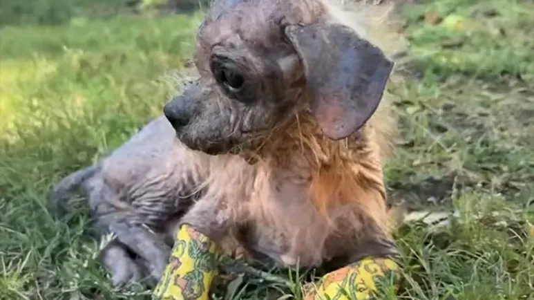 this tiny dogs comeback feels unreal