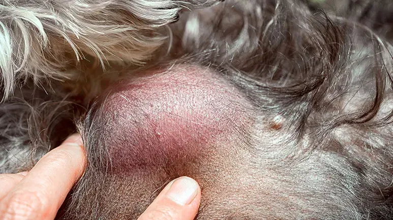 top ten signs of tumors in pets